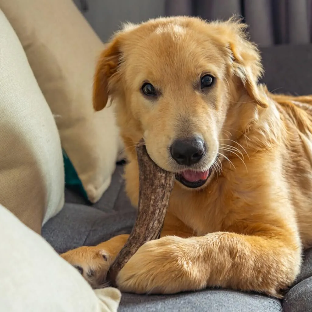 Natural Whole Big Antlers for Dogs